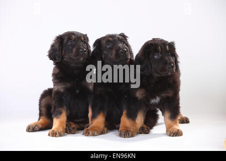 Hovawart, Welpen, 6 Wochen | Hovawart, Welpen, 6 Wochen, Schwarz-marken Stockfoto