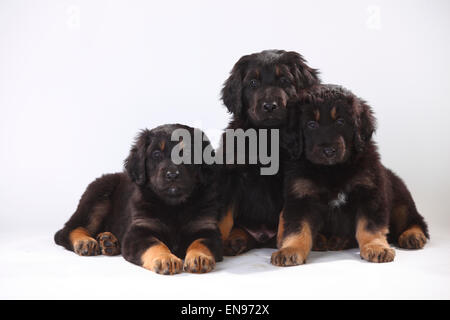 Hovawart, Welpen, 6 Wochen | Hovawart, Welpen, 6 Wochen, Schwarz-marken Stockfoto