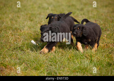 Hovawart, Welpen, 6 Wochen | Hovawart, Welpen, 6 Wochen, Schwarz-marken Stockfoto