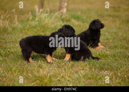 Hovawart, Welpen, 6 Wochen | Hovawart, Welpen, 6 Wochen, Schwarz-marken Stockfoto
