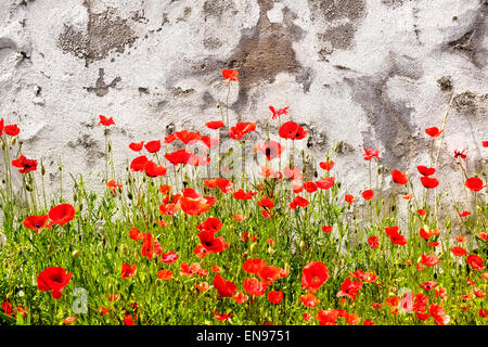 Gemeinsamen Mohnblumen auf einem verfallenen Mauer-Hintergrund Stockfoto
