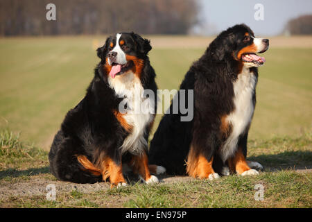 Berner Moutain Hund, Rüden | Berner Sennenhunde, Rüden Stockfoto