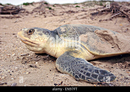 Ein Kemp Ridley Meeresschildkröten kommt an Land aus dem Golf von Mexiko zur Eiablage auf Padre Island National Seashore, Texas. Stockfoto