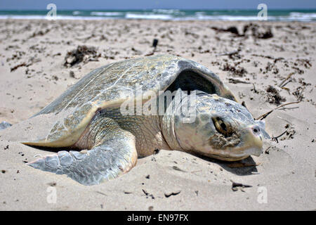 Ein Kemp Ridley Meeresschildkröten kommt an Land aus dem Golf von Mexiko zur Eiablage auf Padre Island National Seashore, Texas. Stockfoto