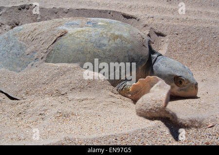 Ein Kemp Ridley Meeresschildkröten kommt an Land aus dem Golf von Mexiko zur Eiablage auf Padre Island National Seashore, Texas. Stockfoto