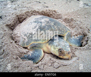 Ein Kemp Ridley Meeresschildkröten kommt an Land aus dem Golf von Mexiko zur Eiablage auf Padre Island National Seashore, Texas. Stockfoto