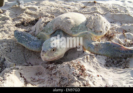 Ein Kemp Ridley Meeresschildkröten kommt an Land aus dem Golf von Mexiko zur Eiablage auf Padre Island National Seashore, Texas. Stockfoto