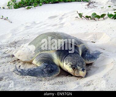 Ein Kemp Ridley Meeresschildkröten kommt an Land aus dem Golf von Mexiko zur Eiablage auf Padre Island National Seashore, Texas. Stockfoto