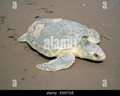 Ein Kemp Ridley Meeresschildkröten kommt an Land aus dem Golf von Mexiko zur Eiablage auf Padre Island National Seashore, Texas. Stockfoto