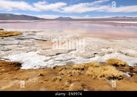 Laguna Colorada (rote Lagune), Eduardo Avaroa Anden Fauna National Reserve, Bolivien Stockfoto