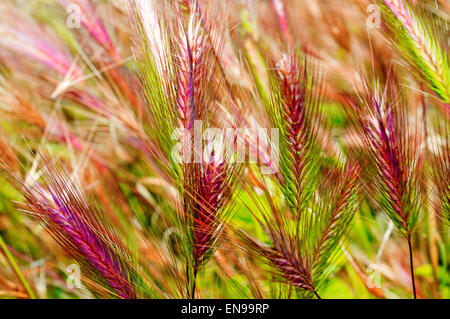 Nahaufnahme von einem Grasbüschel von Gerste spikes Stockfoto