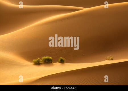 Sanddünen, Erg Chegaga. Wüste Sahara. Marokko. Afrika. Stockfoto