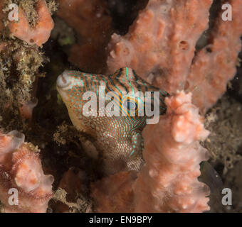 False-Auge Kugelfisch versteckt in einem Schwamm Stockfoto