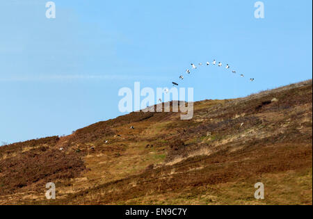 Männliche Kornweihe (Circus Cyaneus) Himmel tanzen Display Flug Langholm Moor. Stockfoto