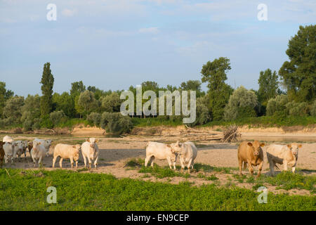 Fluss Doubs im westlichen Frankreich mit Rinder Kühe Charolais Stockfoto