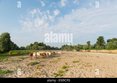 Fluss Doubs im westlichen Frankreich mit Rinder Kühe Charolais Stockfoto