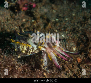 Extravagante Tintenfische auf dem Meeresboden Stockfoto