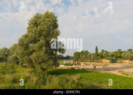 Fluss Doubs im westlichen Frankreich mit Rinder Kühe Charolais Stockfoto
