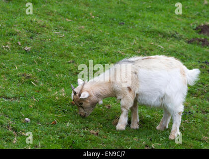 Ein weißes Zicklein gegen grass Stockfoto