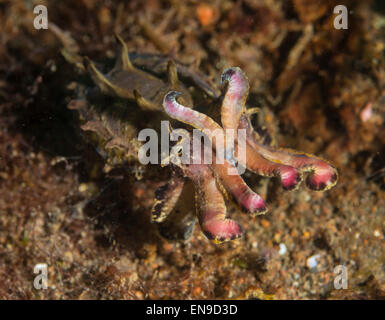 Extravagante Tintenfische auf dem Meeresboden Stockfoto