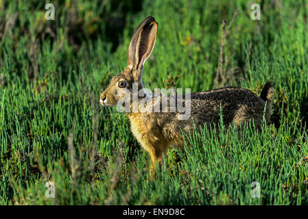 schwarz-angebundene Jackrabbit, Don Edwards Nwr, ca, usa Stockfoto