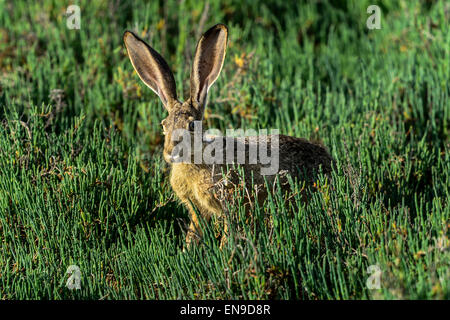 schwarz-angebundene Jackrabbit, Don Edwards Nwr, ca, usa Stockfoto