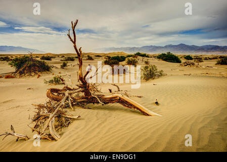 Dünen, Death Valley, ca, usa Stockfoto