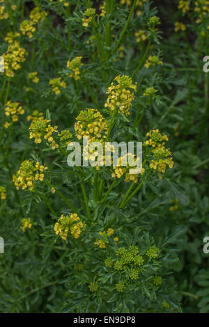 Wintercress/Barbarea vulgaris Blumen. Anlage mit Senf - wie Geschmack, in Abfällen feuchten Orten und Straßenrändern wächst. Eine hat & überleben Essen. Stockfoto