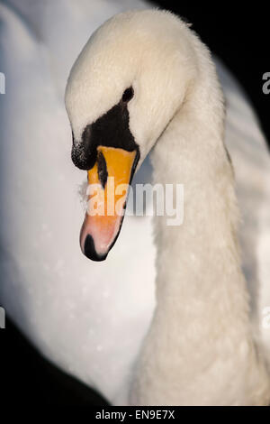 Junge Schwan untersucht der Fotograf am See in Finsbury Park, Nord-London-UK Stockfoto