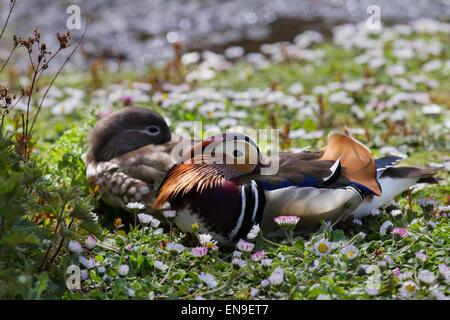 Mehrfarbige Ente bei Martin bloße, Rufford, Burscough, Southport, Lancashire, UK, 29. April 2015. Schlafende Paar von Männlichen & weiblichen Mandarin Enten (Aix galericulata). Vogelgrippe Frühling an der Martin bloße Naturschutzgebiet Wetland Centre. Enten & Drakes in der Zucht Gefieder geben territoriale zeigt entlang der Grenzen ihres Territoriums, Ausdruck jagen Verhalten, precopulatory und komplexen Umwerbung zeigt, von denen viele integrieren Bewegungen, die Zier der Drake Gefieder betonen. Stockfoto