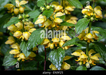 Gelbe Erzengel, Nessel, Lamium galeobdolon 'Florentinum' Stockfoto