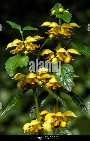 Gelbe Erzengel, Nessel, Lamium galeobdolon 'Florentinum' Stockfoto