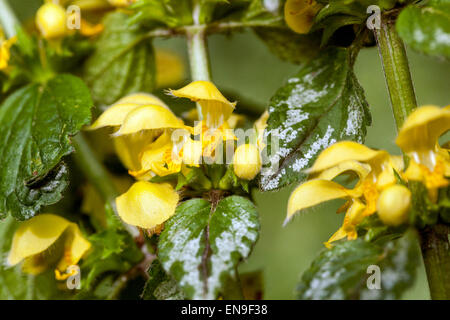 Gelbe Erzengel, Nessel, Lamium galeobdolon 'Florentinum' Stockfoto