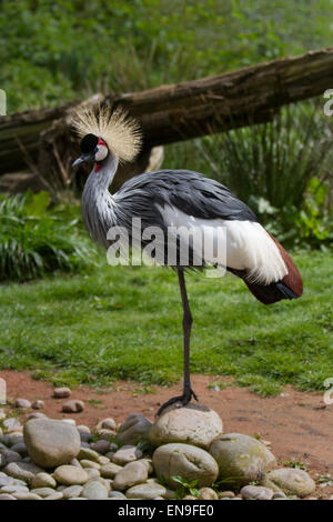 Martin bloße, Rufford, Burscough, Southport, Lancashire, UK, 29. April 2015. Grau gekrönt Kran (Balearica regulorum) ist eine Vogelart aus der Familie der Kraniche Kran. Vogelgrippe Frühling an der WWT Wetland Centre. Stockfoto