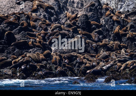 kalifornische Seelöwe, Zalophus californianus Stockfoto