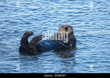 Sea Otter, Enhydra lutris Stockfoto