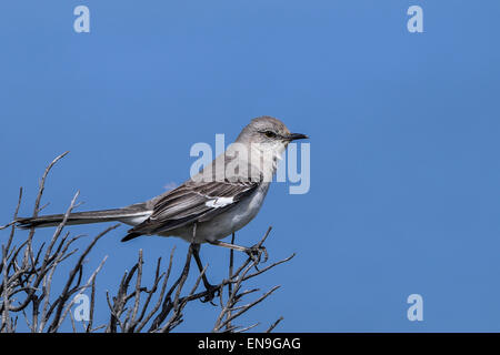 nördliche Spottdrossel, Mimus polyglottos Stockfoto