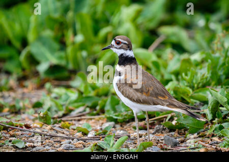 Charadrius Vociferus, killdeer Stockfoto