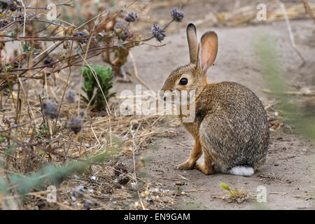 Wüste Cottontail Kaninchen, Sylvilagus Audubonii, Kalifornien Stockfoto