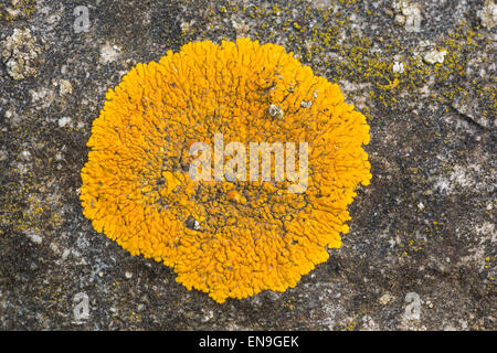 Gelbe Firedot Flechten, Caloplaca Flavescens, auf Kalkstein, Derbyshire Dales Stockfoto