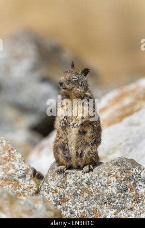 Kalifornien Grundeichhörnchen, Spermophilus beecheyi Stockfoto