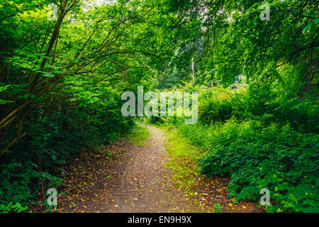 Gehweg-Lane-Pfad mit grünen Bäumen im Wald. Schöne Allee im Park. Weg Weg durch den dunklen Wald Stockfoto