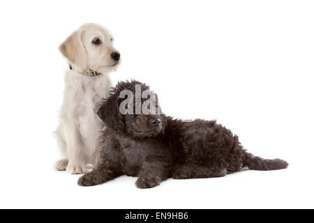 Eine weiße und eine schwarze Welpen auf weißem Hintergrund Stockfoto