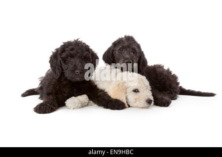 Eine weiße und zwei schwarze Welpen auf weißem Hintergrund Stockfoto