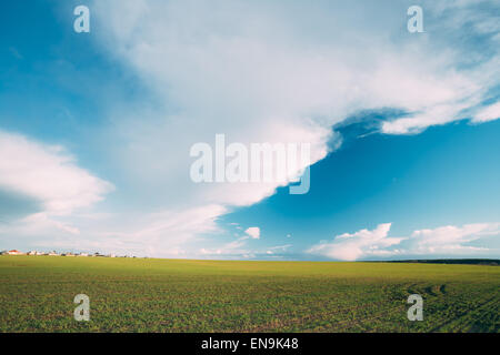 Grünen Gerstenfeld im zeitigen Frühjahr. Landschaft im landwirtschaftlichen Hintergrund Stockfoto