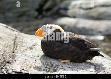 Papageitaucher thront auf einem Felsen. Stockfoto