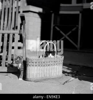 1950er-Jahren zwei Katzen draußen auf Terrasse, einer in einem Korb Wicket. Stockfoto