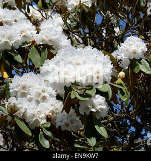 Weiße Rhododendron (Cunninghams weiße Variante) Bush in einem schottischen Garten Stockfoto