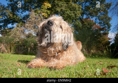 Irish Soft coated Wheaten Terrier im Garten Stockfoto