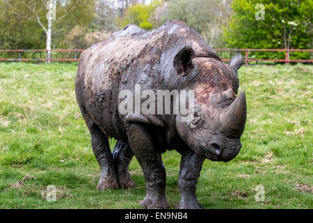 Port Lympne, Kent, UK. 30. April 2015. Vom Aussterben bedrohte Spitzmaulnashorn deckt ihn selbst mit Schlamm zu handeln als eine Sonnencreme in der warmen Frühlingssonne im Port Lympne wild Animal Park in Kent. Bildnachweis: Darren Attersley/Alamy Live News Stockfoto